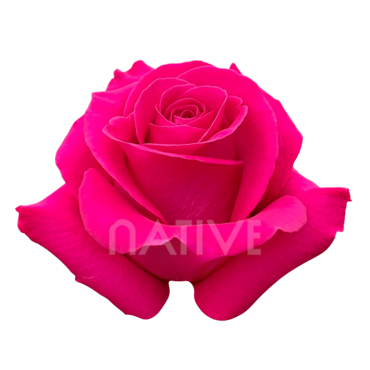 Pink Floyd Roses 80 CM