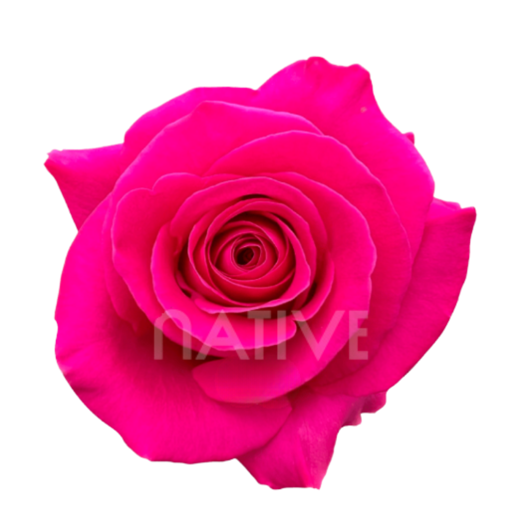 Pink Floyd Roses 80 CM