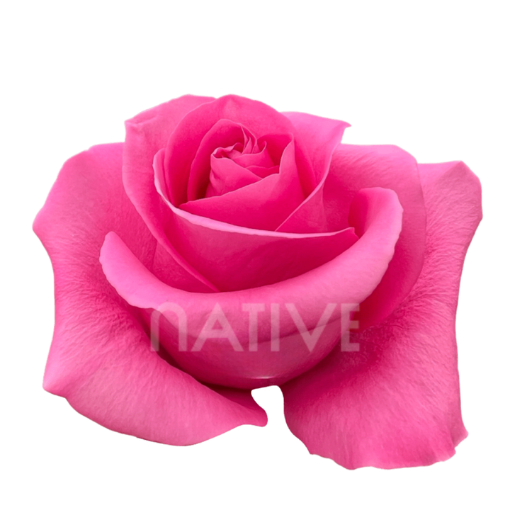 Pink Martini Roses 50 CM