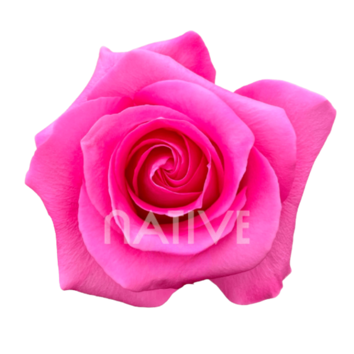 Pink Martini Roses 50 CM