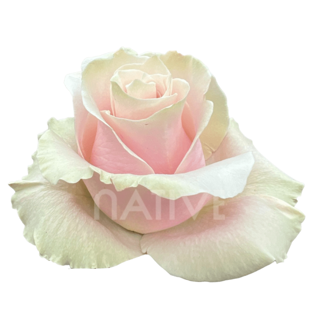 Pink Mondial Roses 50 CM