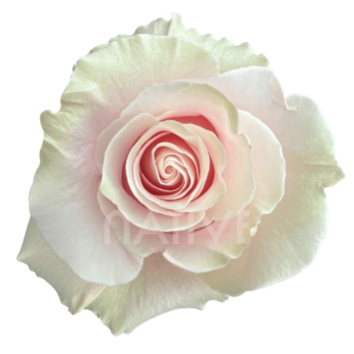 Pink Mondial Roses 50 CM