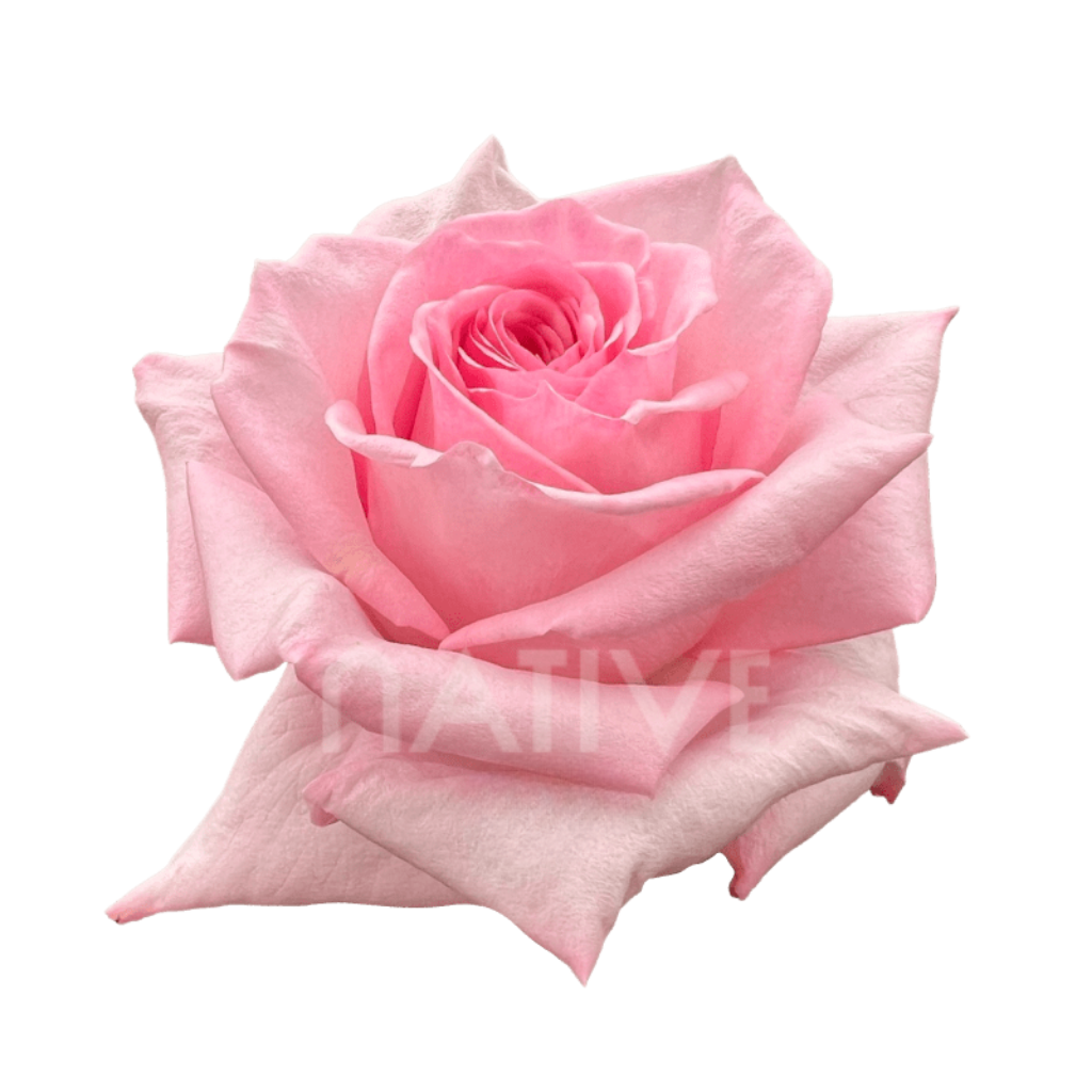 Pink O'hara Roses 40 CM