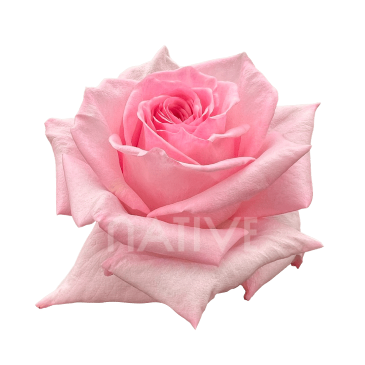 Pink O'hara Roses 40 CM