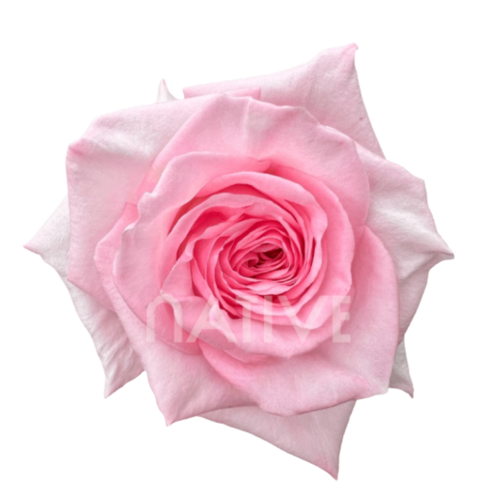 Pink O'hara Roses 40 CM