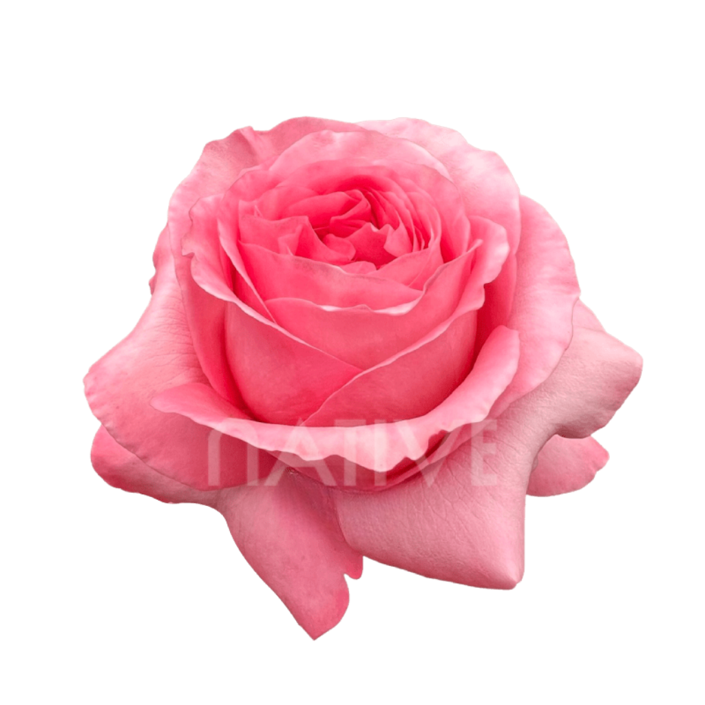 Pink Xpression Roses 40 CM