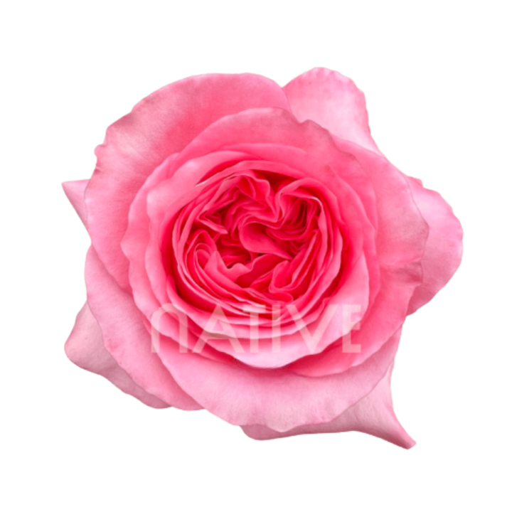 Pink Xpression Roses 40 CM