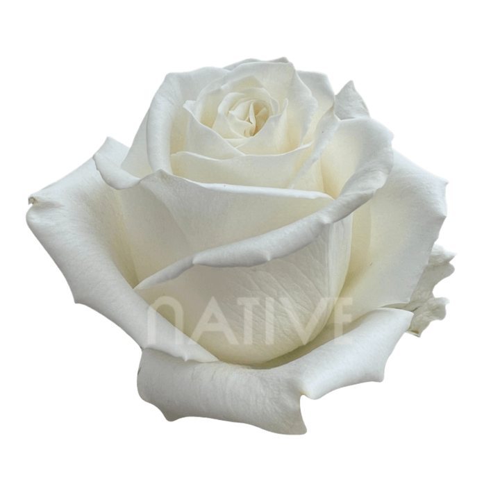 Playa Blanca Roses 60 CM