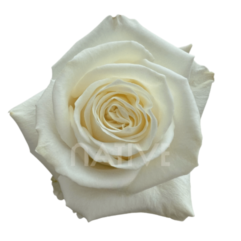Playa Blanca Roses 60 CM