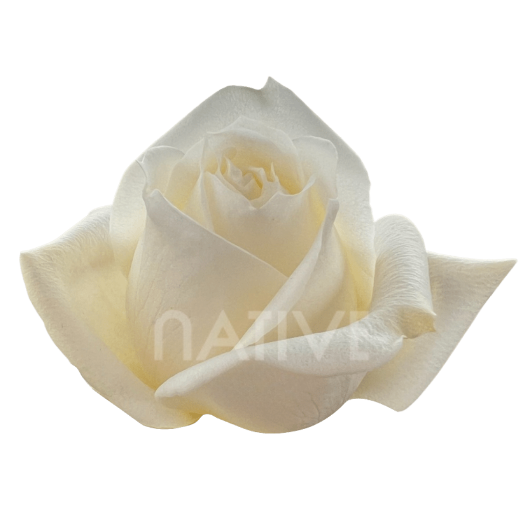 Polo Roses 40 CM