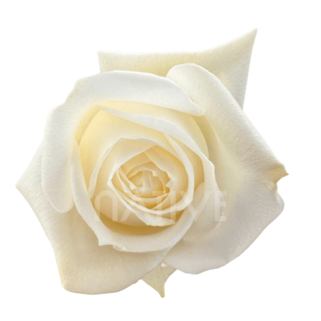 Polo Roses 40 CM