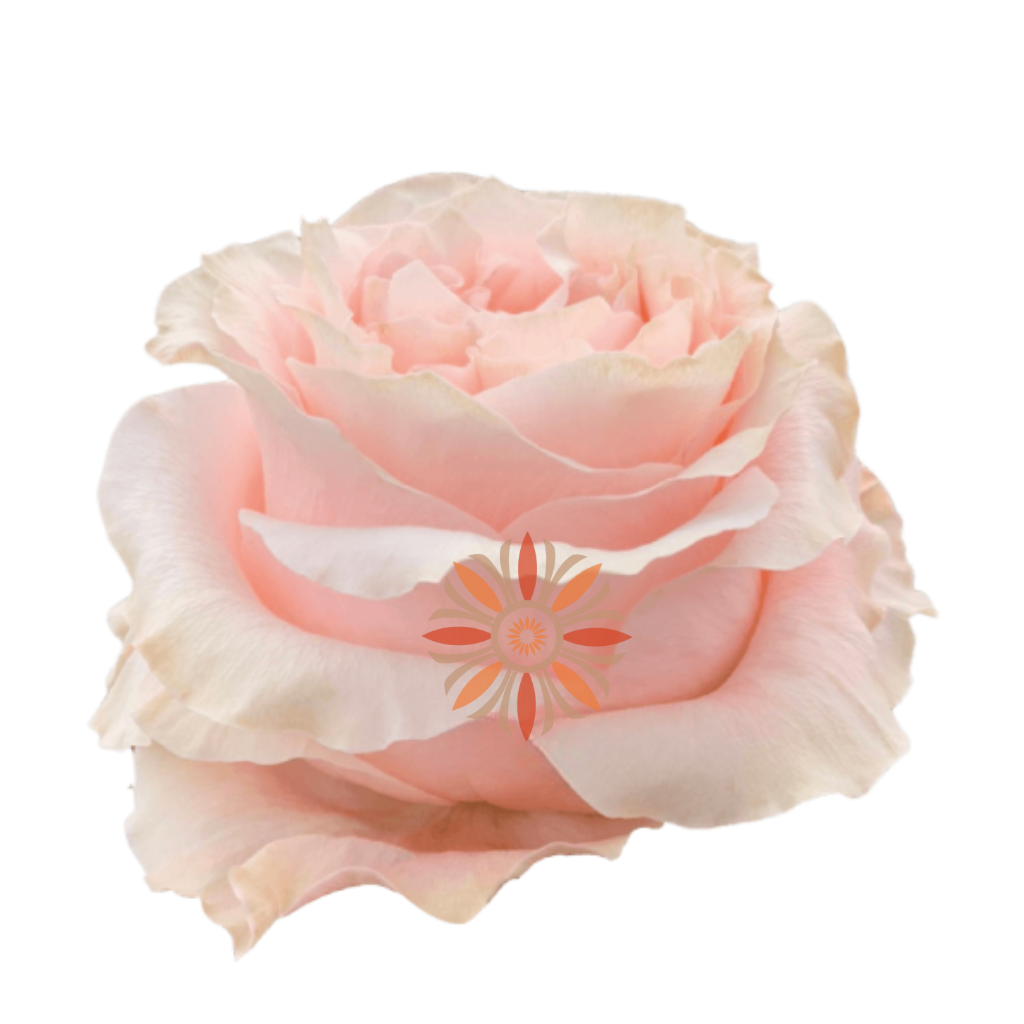 Princess Crown Roses 40 CM