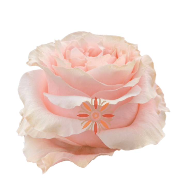 Princess Crown Roses 40 CM