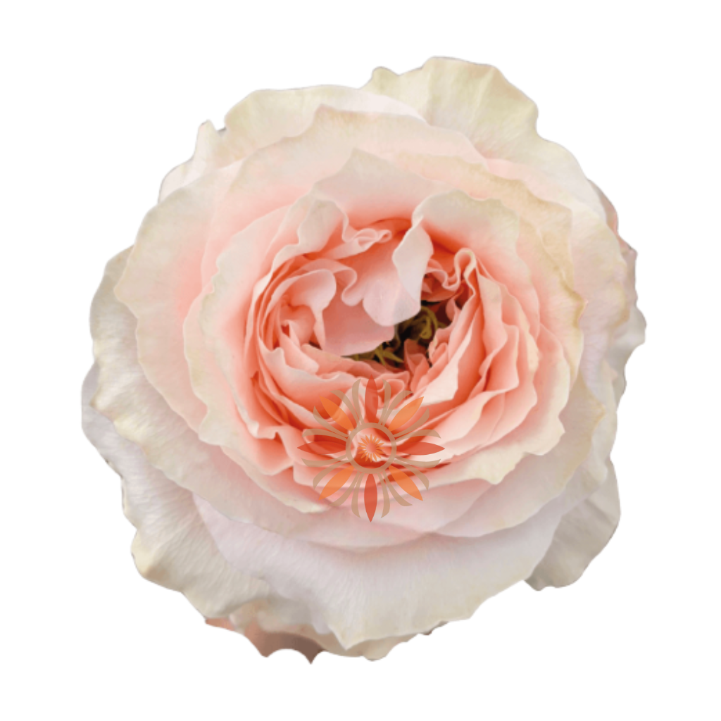 Princess Crown Roses 40 CM