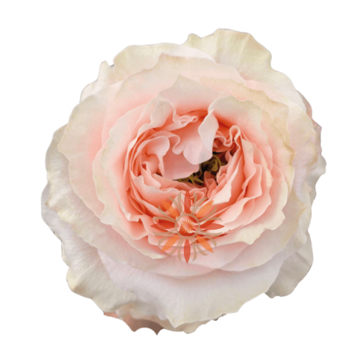 Princess Crown Roses 40 CM
