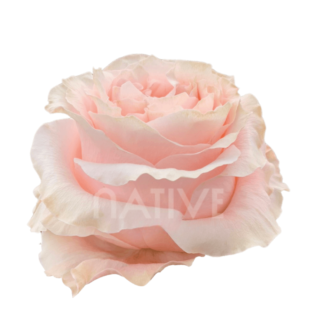 Princess Crown Roses 40 CM
