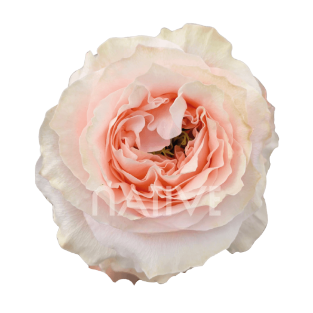 Princess Crown Roses 40 CM