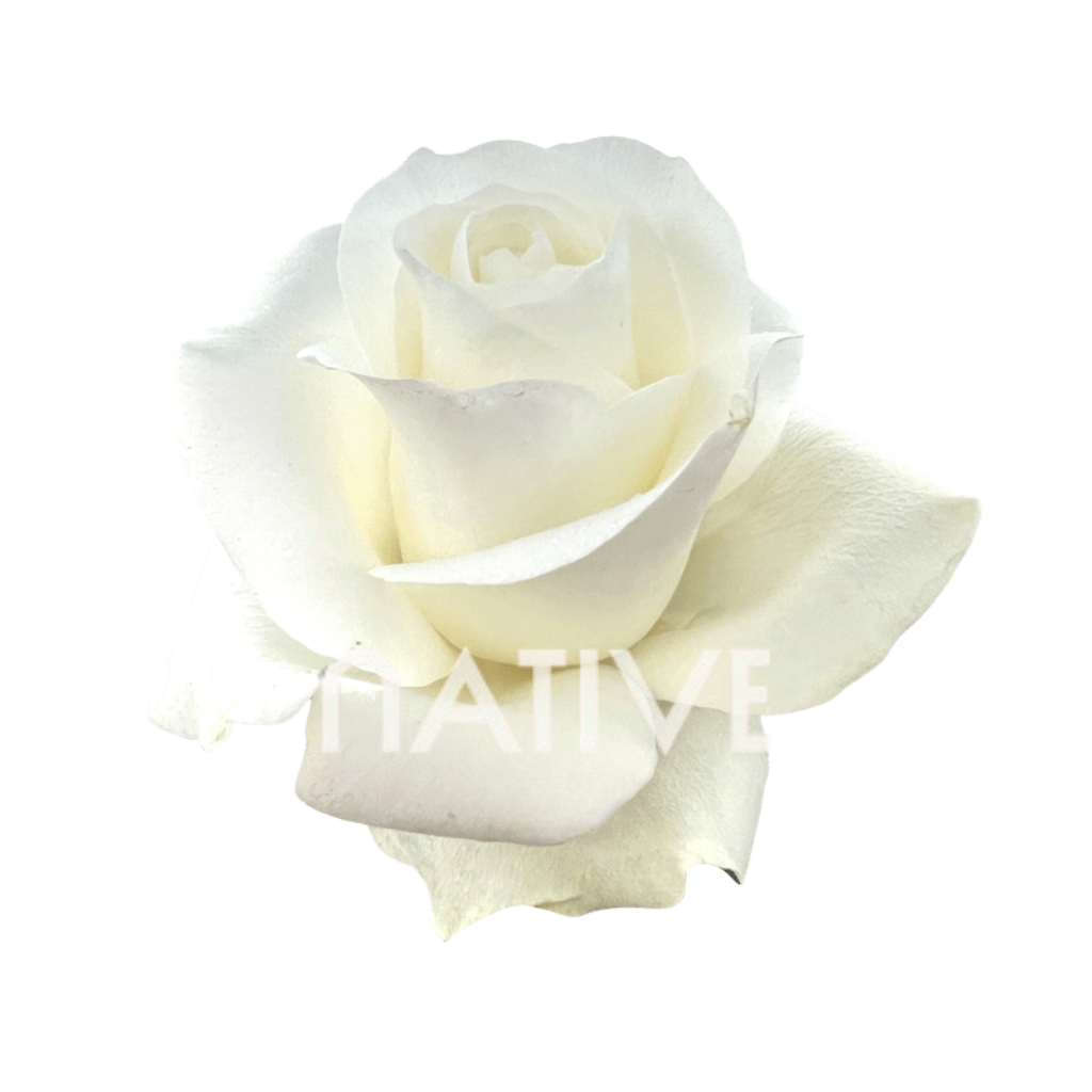 Proud Roses 100 CM