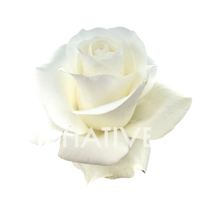 Proud Roses 100 CM