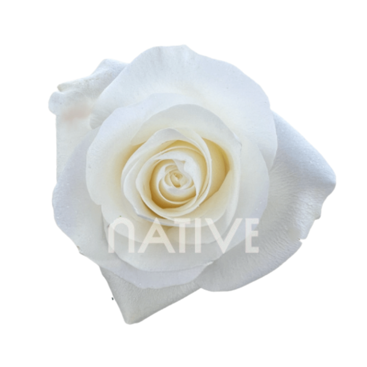 Proud Roses 100 CM