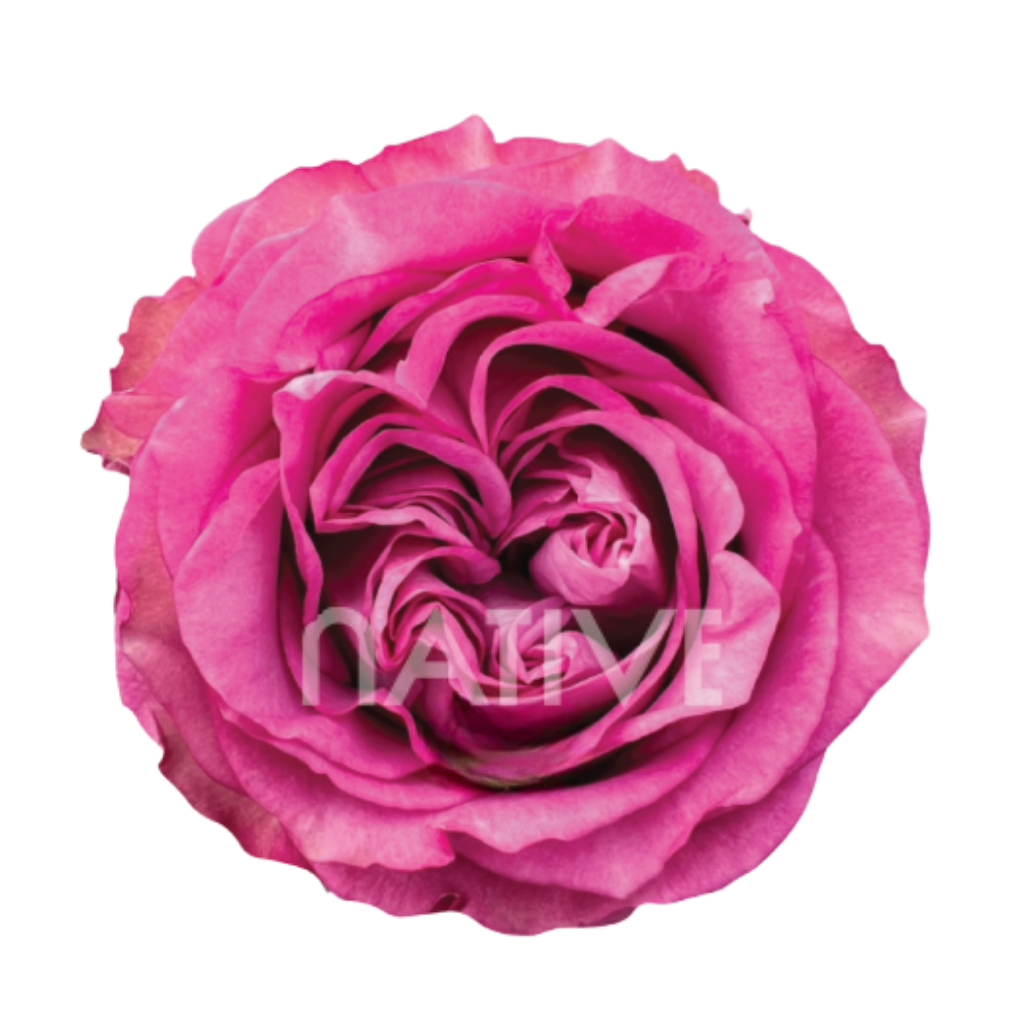 Queen’s Crown Roses 80 CM