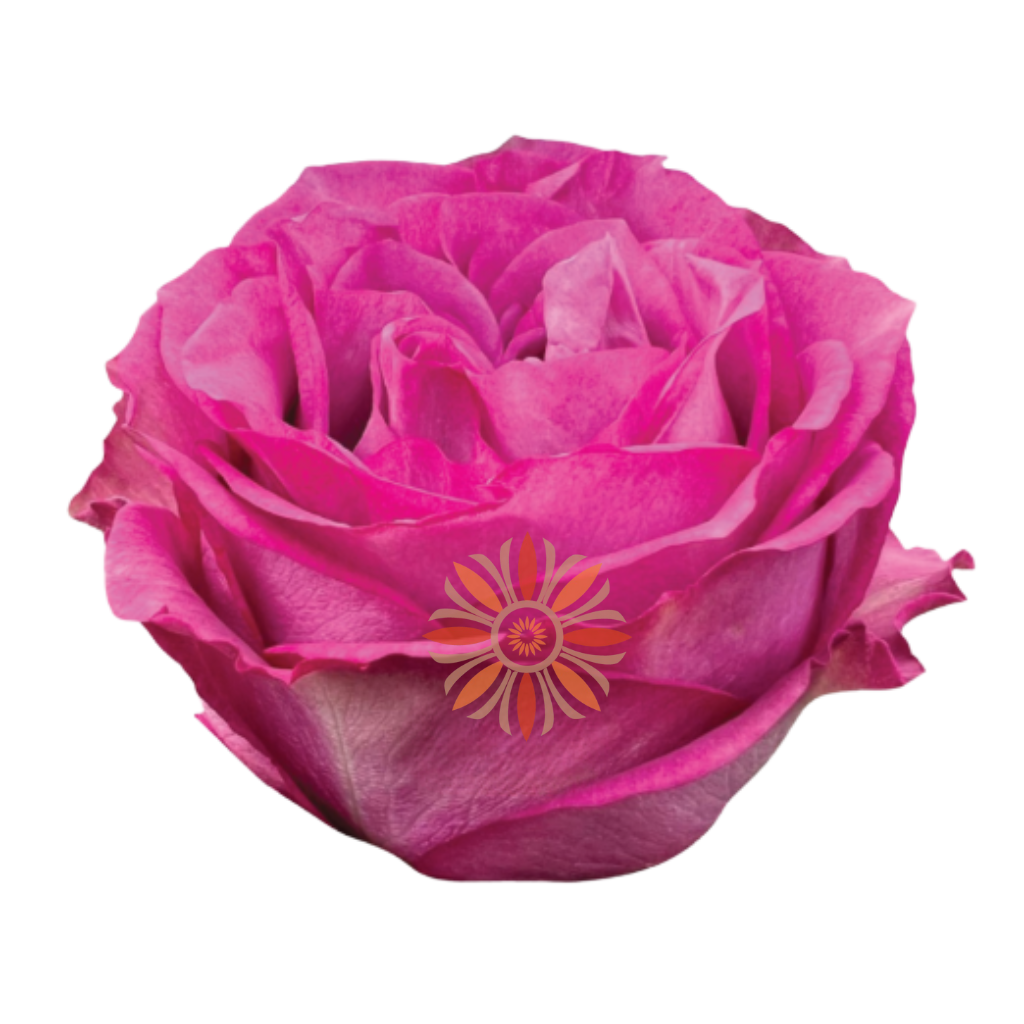 Queen’s Crown Roses 40 CM