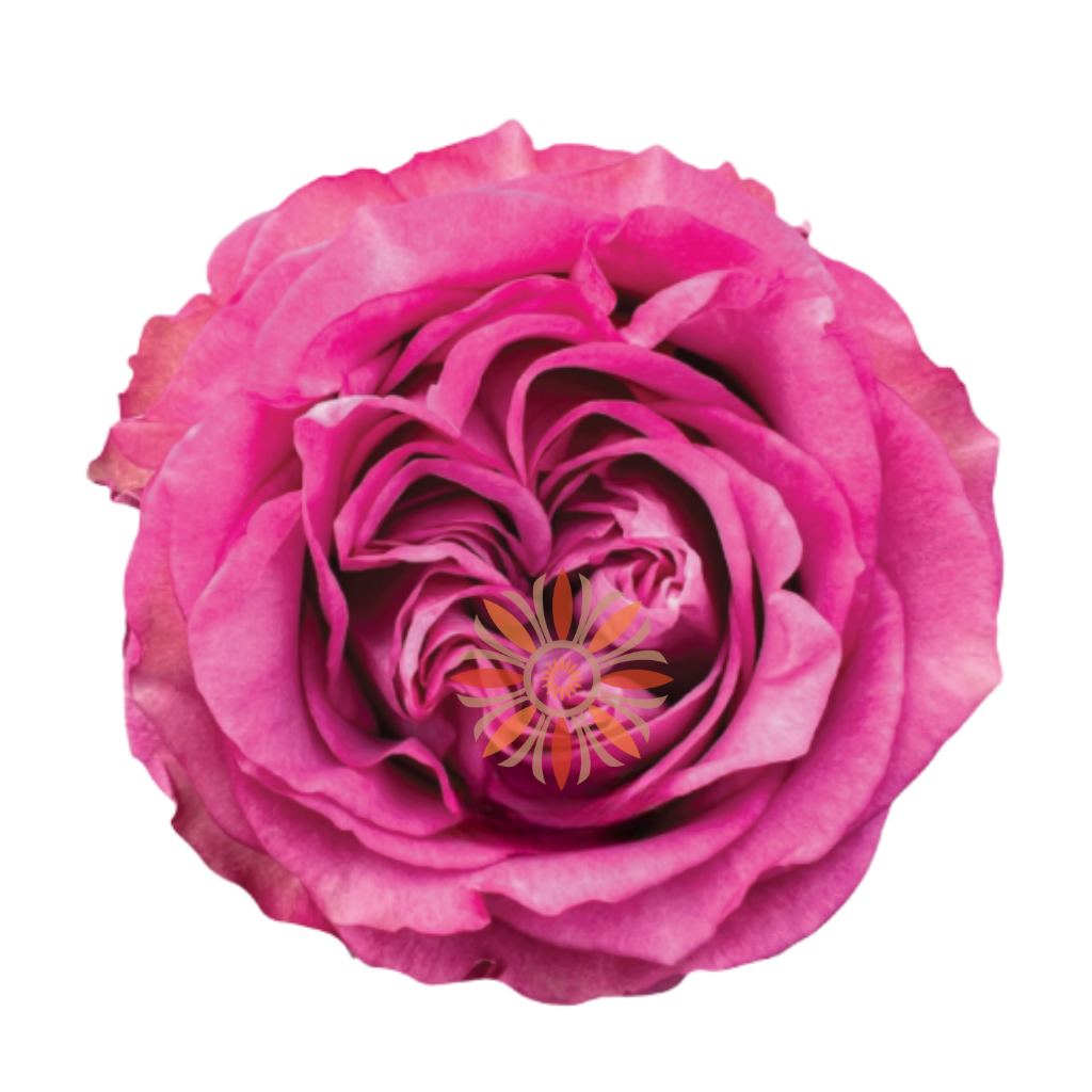 Queen’s Crown Roses 80 CM