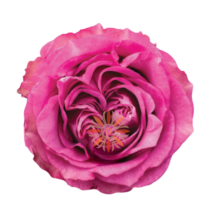 Queen’s Crown Roses 80 CM