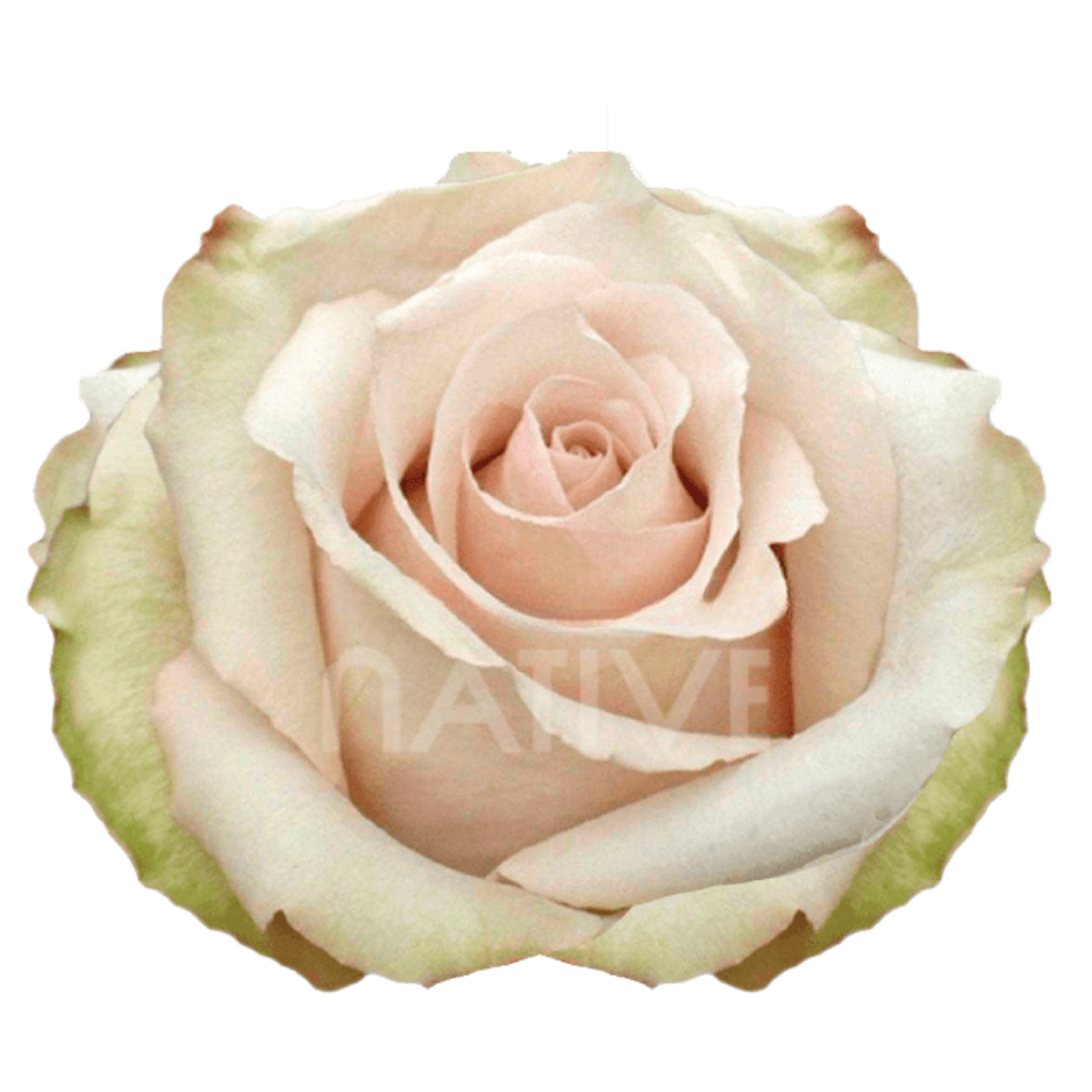 Quicksand Roses 60 CM