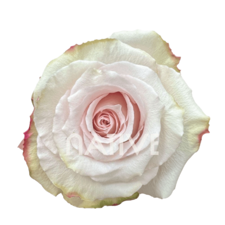 Quicksand Roses 60 CM