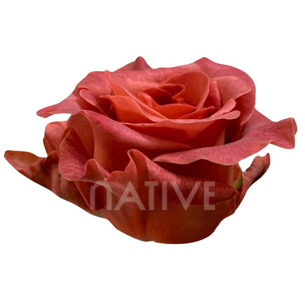 Razzmatazz Roses 70 CM