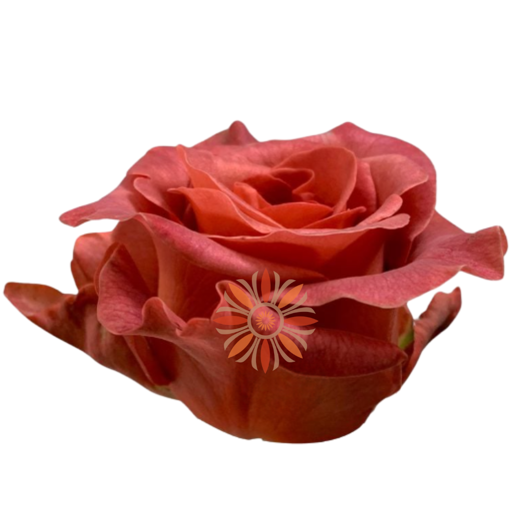 Razzmatazz Roses 70 CM