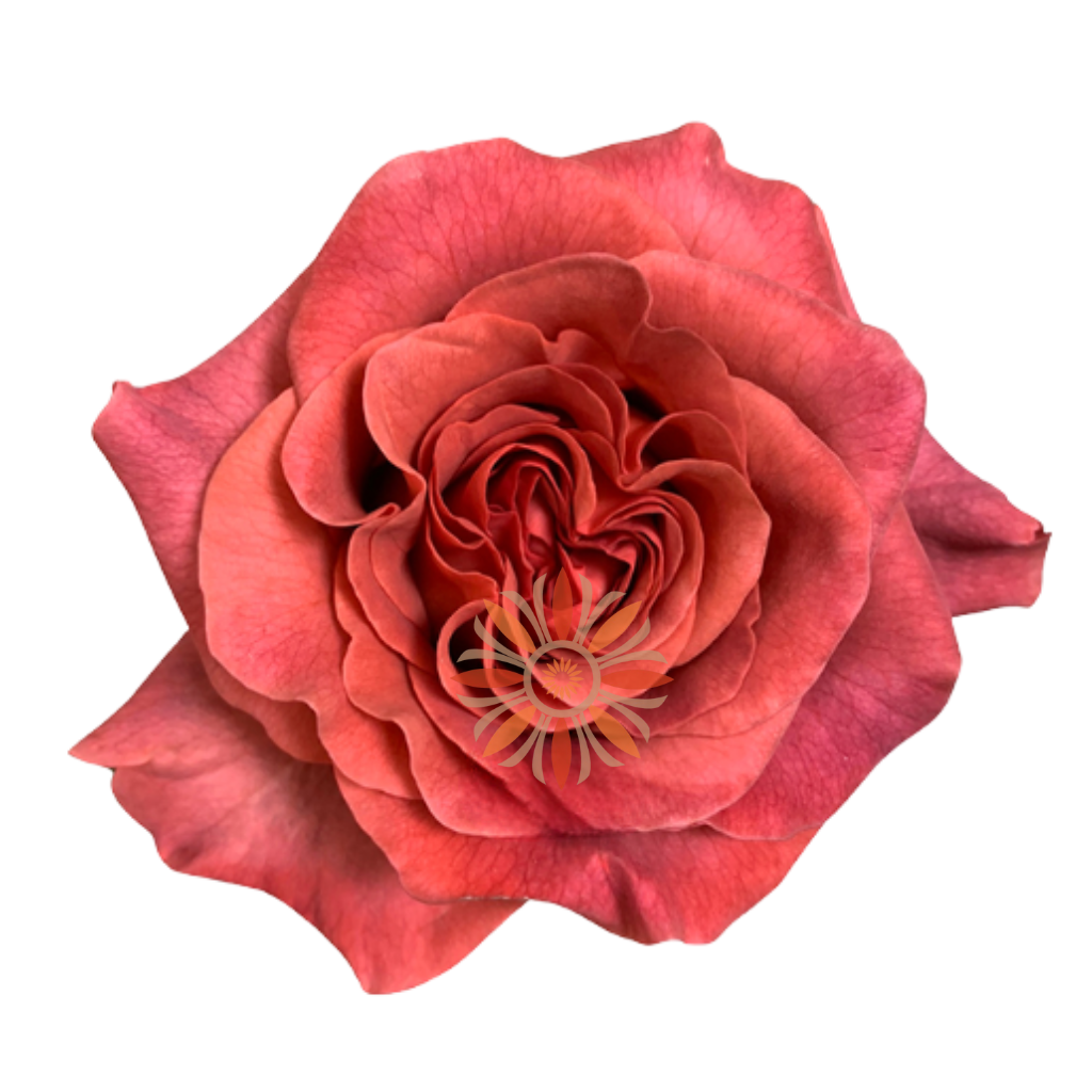 Razzmatazz Roses 70 CM