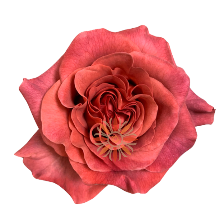 Razzmatazz Roses 70 CM