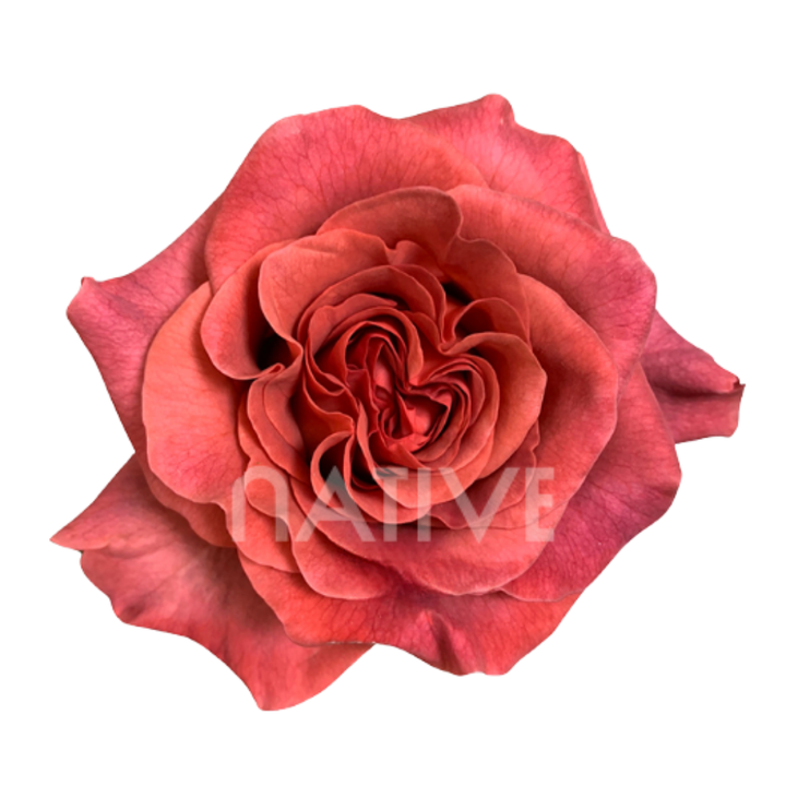 Razzmatazz Roses 70 CM