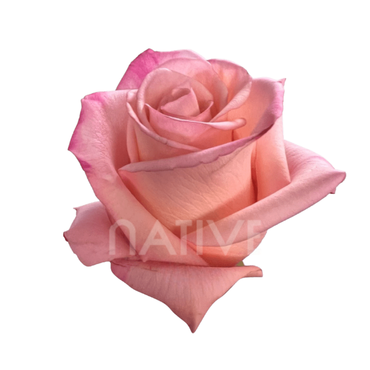 Rhoslyn Roses 40 CM
