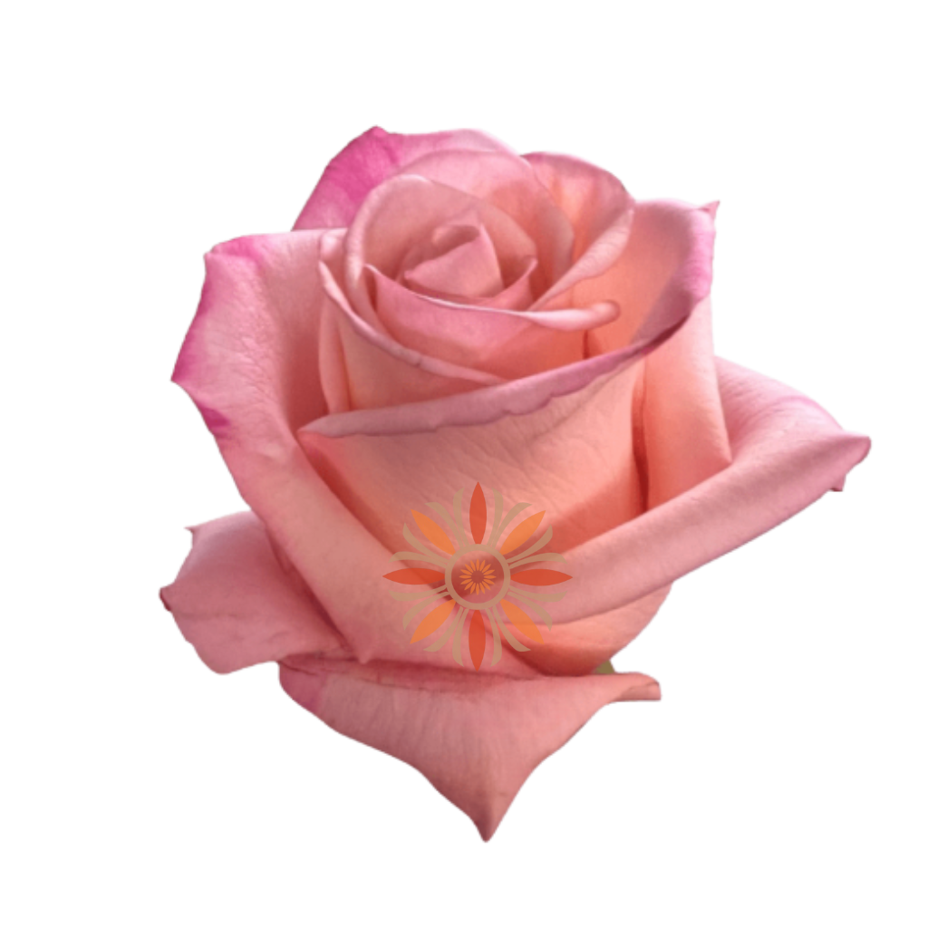 Rhoslyn Roses 40 CM