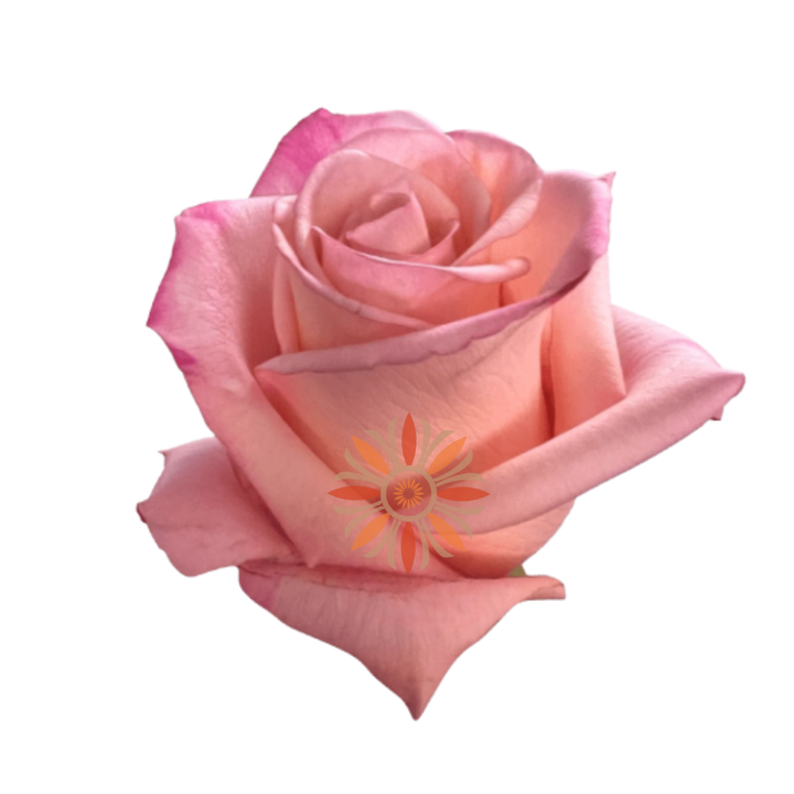 Rhoslyn Roses 40 CM