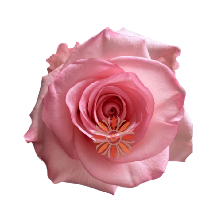 Rhoslyn Roses 40 CM