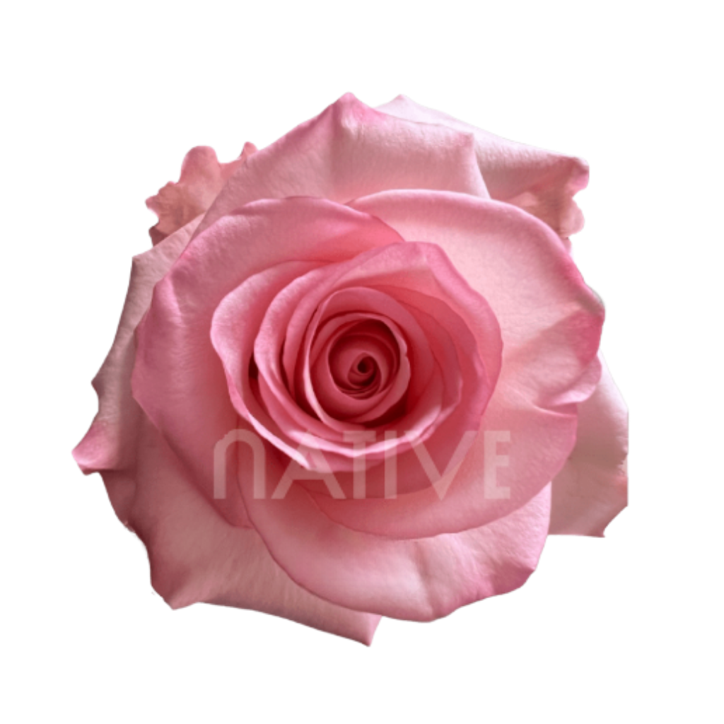 Rhoslyn Roses 40 CM