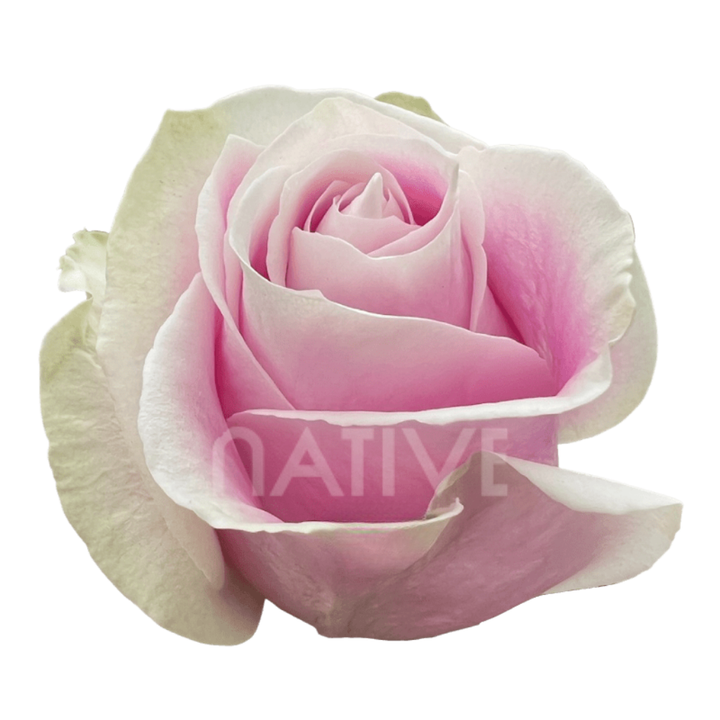 Rosita Vendela Roses 60 CM