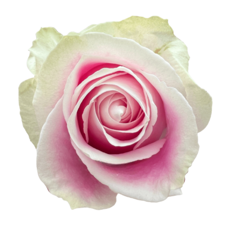 Rosita Vendela Roses 60 CM
