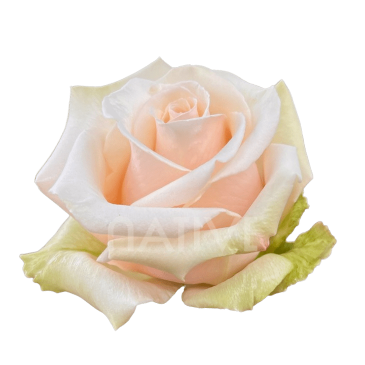 Sahara Roses 70 CM