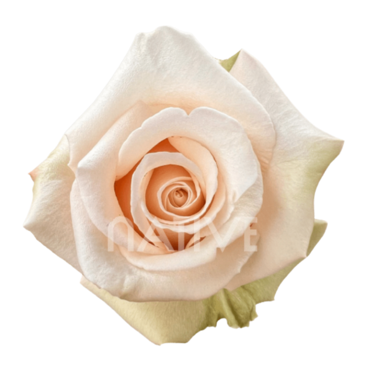 Sahara Roses 70 CM