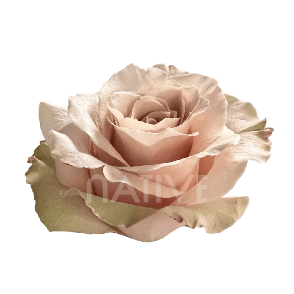 Sandy Roses 40 CM