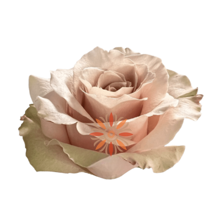 Sandy Roses 40 CM
