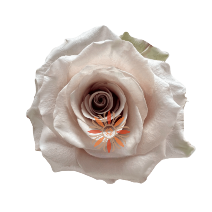 Sandy Roses 40 CM