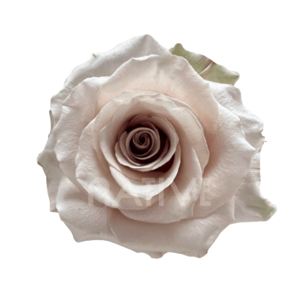 Sandy Roses 40 CM