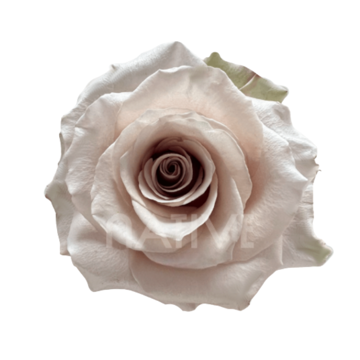 Sandy Roses 40 CM
