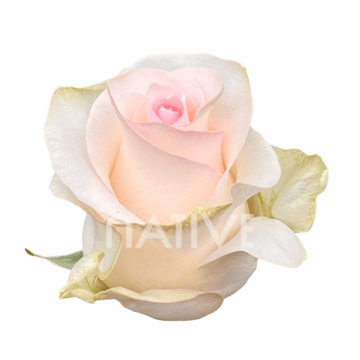 Señorita Roses 60 CM